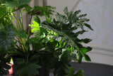 Philodendron Selloum in a 10” Pot - Indoor Easy-Care Houseplant - Philodendron Houseplant - Philodendron Indoor Low Light Plant - US Seller