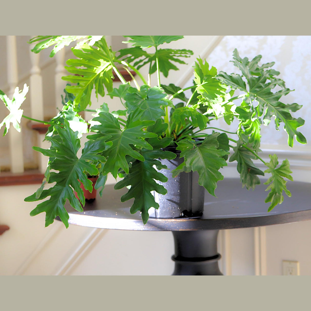 Philodendron Selloum in a 10” Pot - Indoor Easy-Care Houseplant - Philodendron Houseplant - Philodendron Indoor Low Light Plant - US Seller