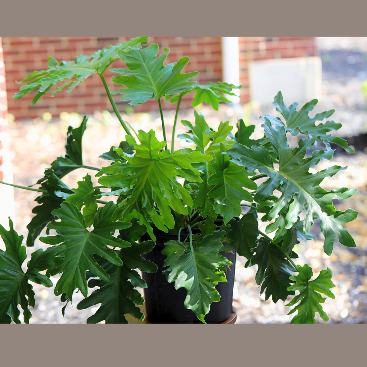 Philodendron Selloum in a 10” Pot - Indoor Easy-Care Houseplant - Philodendron Houseplant - Philodendron Indoor Low Light Plant - US Seller