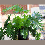 Philodendron Selloum in a 10” Pot - Indoor Easy-Care Houseplant - Philodendron Houseplant - Philodendron Indoor Low Light Plant - US Seller