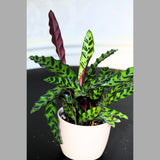 Rare Calathea Lancifolia in a 5" Nursery Pot - Air purifier plant - Rare Houseplant - Rattlesnake Plant - Gift Houseplant