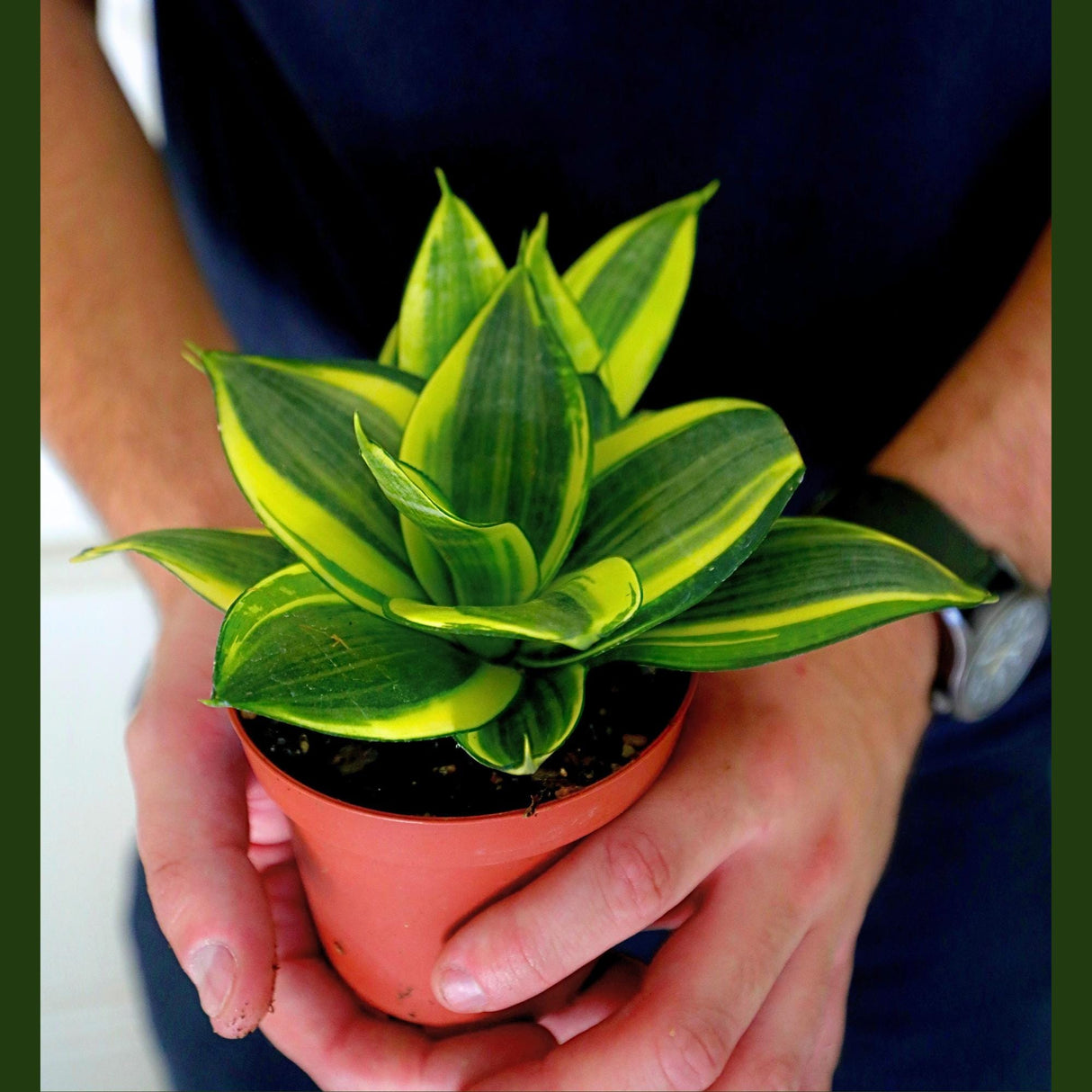 Rare Sansevieria Golden Hanhii in 3” pot - Mini Snake Plant- Live Houseplant - Air Purifying Plant - EXACT SAME plant - US seller