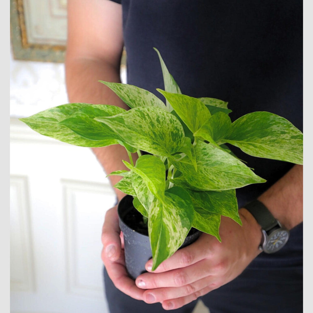 Live Marble Pothos in 3" Pot - Variegated Pothos -  Low Light Plant For Beginner Friendly Plant - Bedroom Plant - Air Purifier Plant