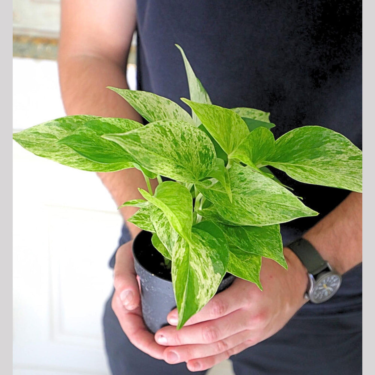 Live Marble Pothos in 3" Pot - Variegated Pothos -  Low Light Plant For Beginner Friendly Plant - Bedroom Plant - Air Purifier Plant