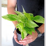 Live Marble Pothos in 3" Pot - Variegated Pothos -  Low Light Plant For Beginner Friendly Plant - Bedroom Plant - Air Purifier Plant