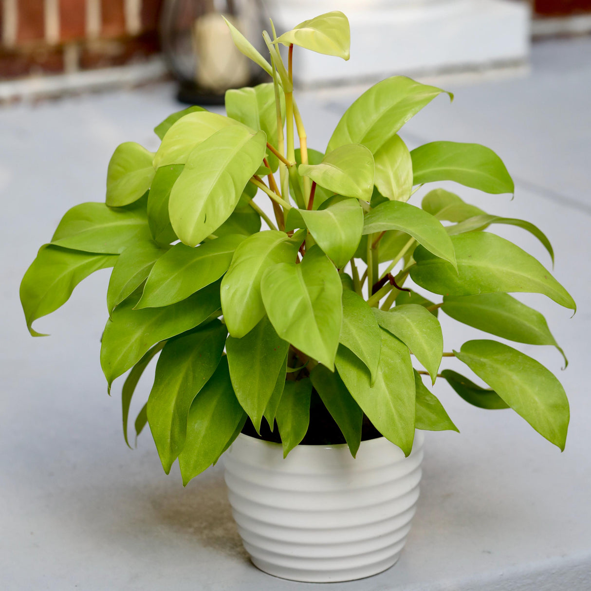 Live Neon Lemon Lime Philodendron Plant in 6" Pot - Philodendron Cordatum Hederaceum - Large Yellow Leaves Indoor Live Fast Growing Plant