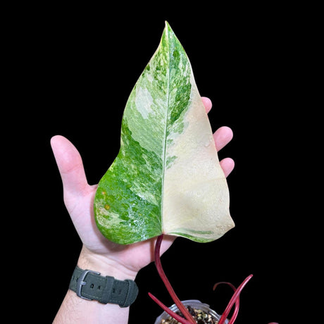 Variegated Philodendron Strawberry Shake in a Nursery Pot - Pink Philodendron RARE Collector Plant - SAME Plant as images - US seller