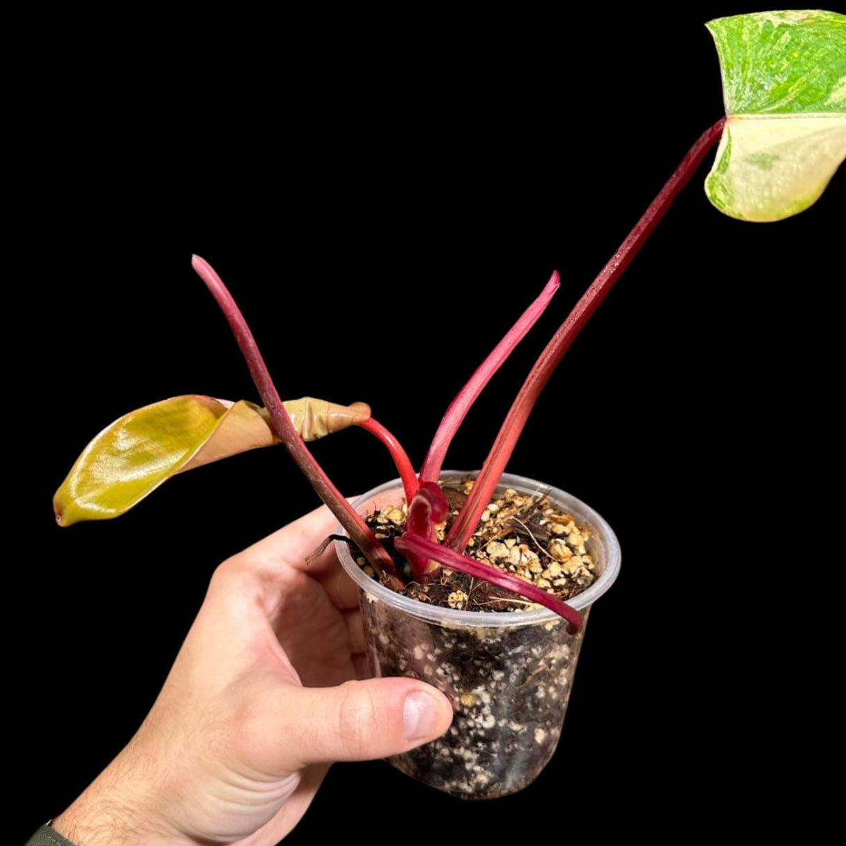 Variegated Philodendron Strawberry Shake in a Nursery Pot - Pink Philodendron RARE Collector Plant - SAME Plant as images - US seller