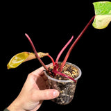 Variegated Philodendron Strawberry Shake in a Nursery Pot - Pink Philodendron RARE Collector Plant - SAME Plant as images - US seller
