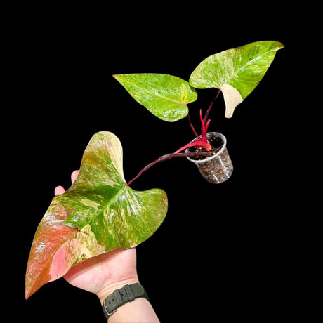 Variegated Philodendron Strawberry Shake in a Nursery Pot - Large Strawberry Shake RARE Collector plant Aroid Indoor Plant - US Seller