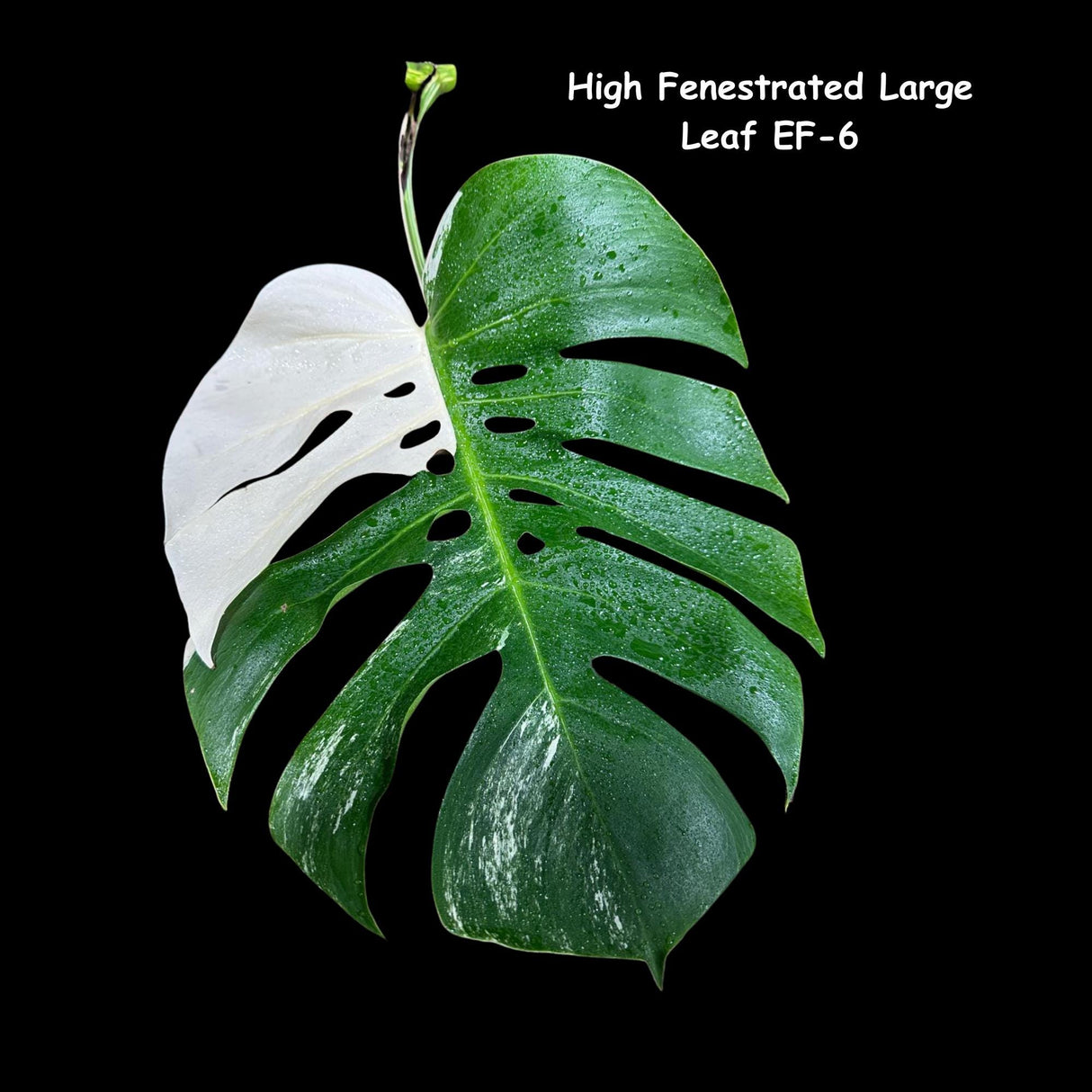 Variegated Monstera Albo Cutting - White Monstera Albo Borsigiana Plant - Rare Collector Indoor Plant - Large Form- US Seller