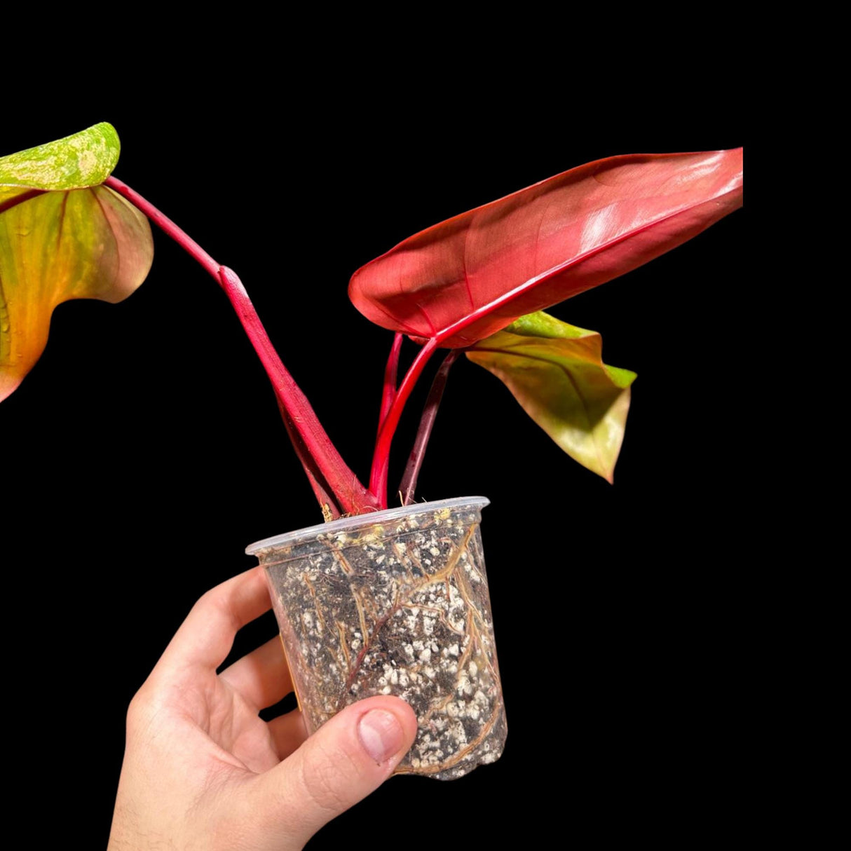 Variegated Philodendron Strawberry Shake in a Nursery Pot - Large Strawberry Shake RARE collector plant -Pink Strawberry Plant - US seller