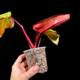 Variegated Philodendron Strawberry Shake in a Nursery Pot - Large Strawberry Shake RARE collector plant -Pink Strawberry Plant - US seller