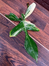 Variegated Philodendron Florida Beauty Cutting - SIMILAR Cutting as the images - Rare Collector Plant - Rare Find - US Seller