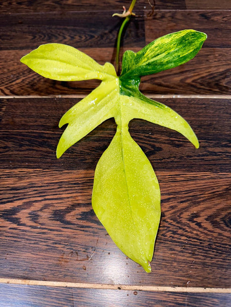 Variegated Philodendron Florida Beauty Cutting - SIMILAR PLANT as the images - Collector Plant - Rare Find - Live Plant - US Seller