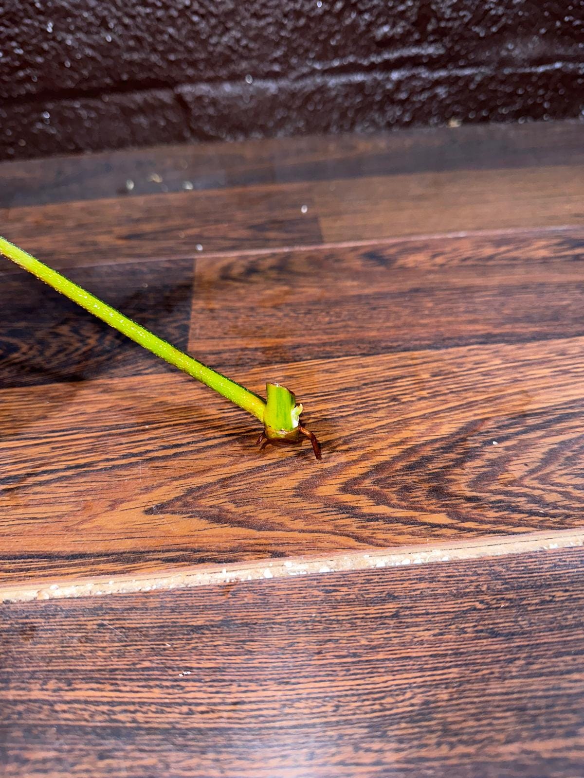 Variegated Philodendron Florida Beauty Cutting - Rare Collector Half-Moon Cutting - Rare Find - SIMILAR PLANT as the images -US Seller