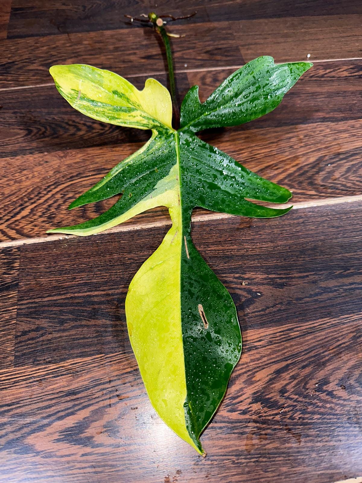 Variegated Philodendron Florida Beauty Cutting - SIMILAR PLANT as the images - Collector Plant - Rare Find - US Seller