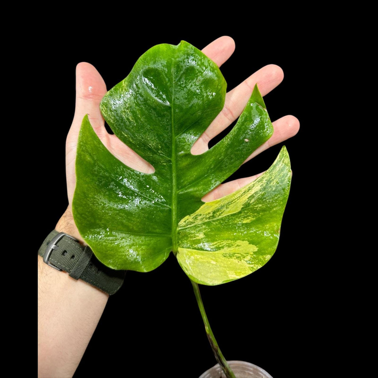 Monstera Aurea Variegated Borsigiana in a Nursery Pot - Monstera Aurea Plant - Monstera Marmota - SAME PLANT as images