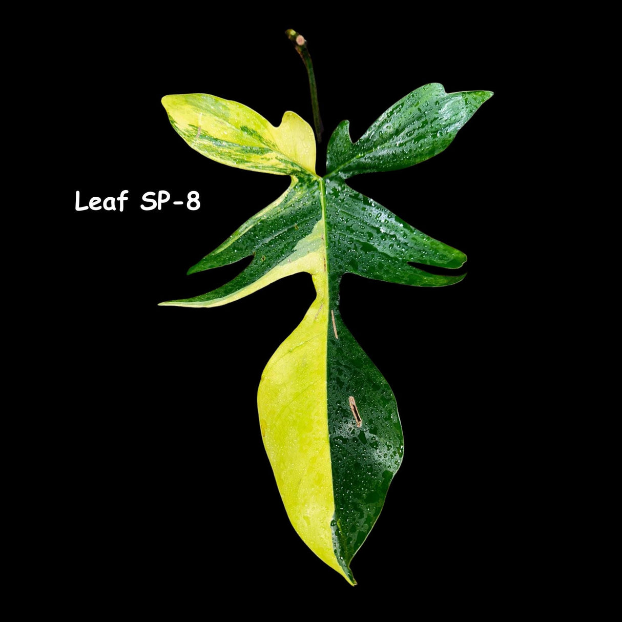 Variegated Philodendron Florida Beauty Cutting - SIMILAR PLANT as the images - Collector Plant - Rare Find - US Seller