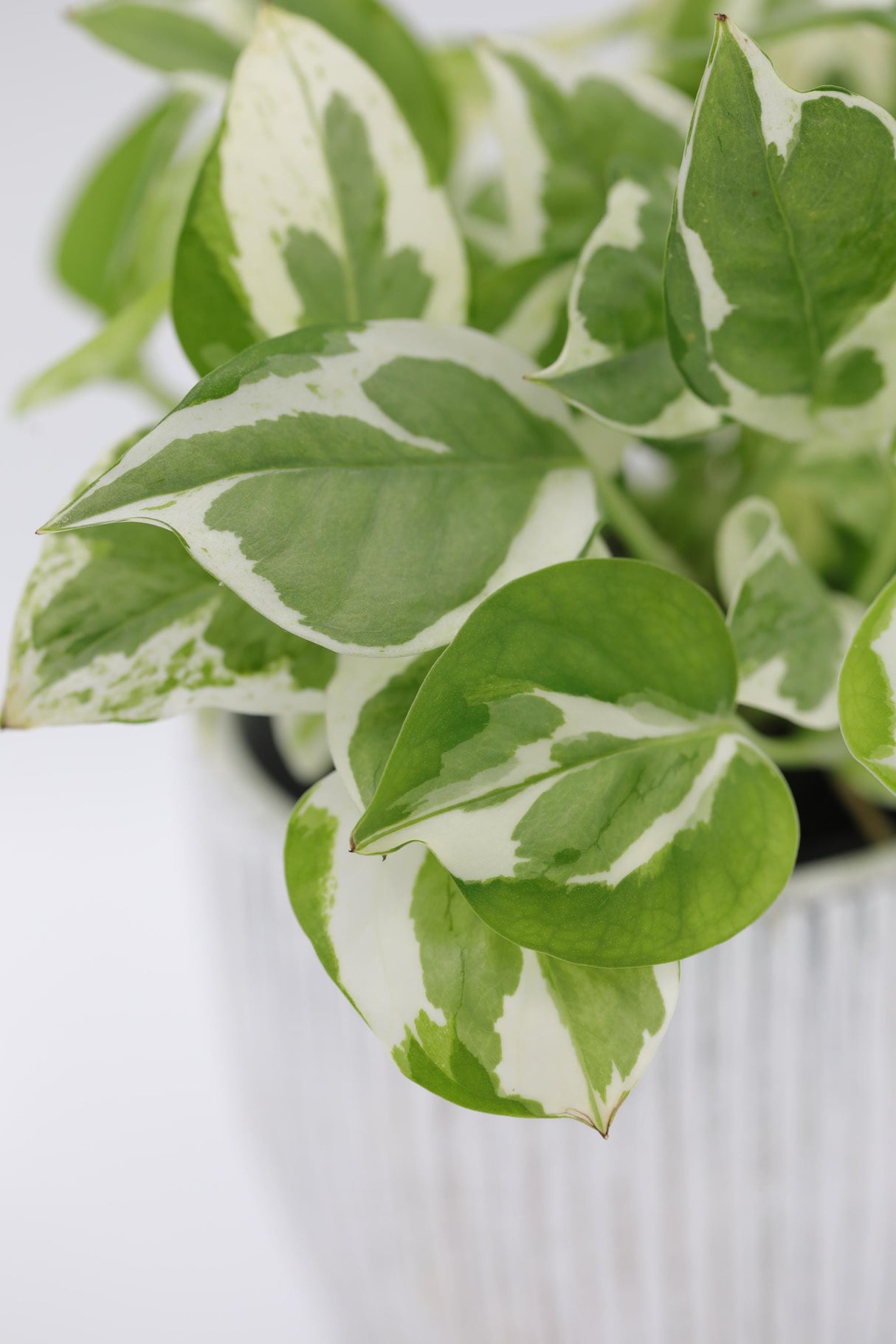 Live Pearls and Jade Pothos in a 4inch Nursery Pot | Low Light Variegated Houseplants | Air Purifying Indoor Plants | Vining Office Plant