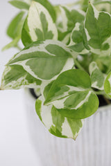 Live Pearls and Jade Pothos in a 4inch Nursery Pot | Low Light Variegated Houseplants | Air Purifying Indoor Plants | Vining Office Plant