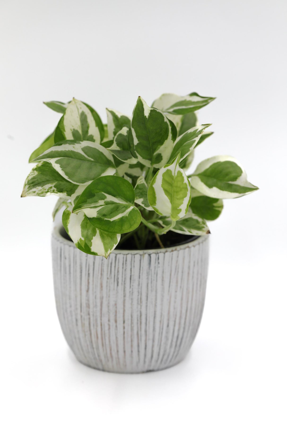 Live Pearls and Jade Pothos in a 4inch Nursery Pot | Low Light Variegated Houseplants | Air Purifying Indoor Plants | Vining Office Plant