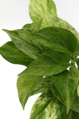 Marble Queen Pothos Plant in a 3" Nursery Pot- Indoor Vining Houseplants - Marble Pothos - Air Purifying Epipremnum - Low Light Indoor Plant