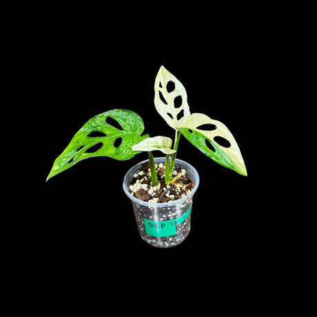 Variegated White Monstera Adansonii Albo in a Nursery Pot - Swiss Cheese Potted Plant- SAME pot as Image - US Seller