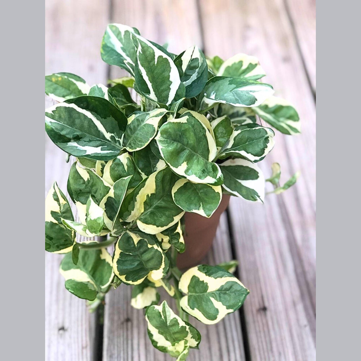 N'Joy Pothos in 4" Nursery Pot | White Variegated Indoor Plant | Low light plant Houseplant | Air purifier Climbing plant for Home Decor