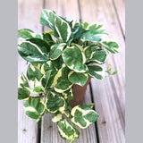 N'Joy Pothos in 4" Nursery Pot | White Variegated Indoor Plant | Low light plant Houseplant | Air purifier Climbing plant for Home Decor