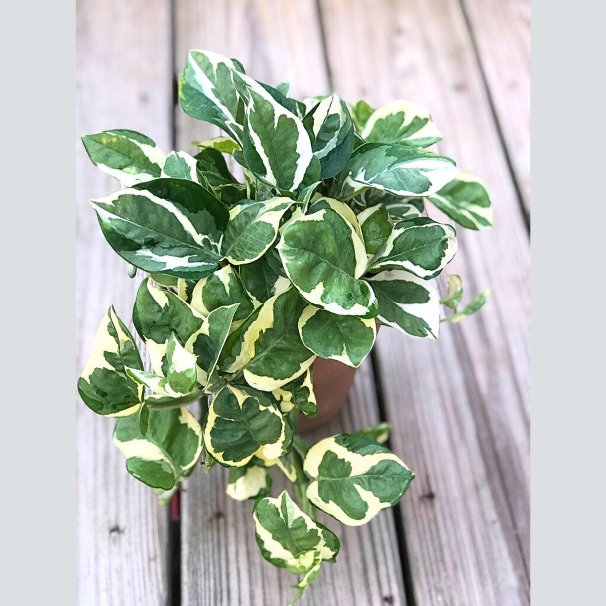 N'Joy Pothos in 4" Nursery Pot | White Variegated Indoor Plant | Low light plant Houseplant | Air purifier Climbing plant for Home Decor
