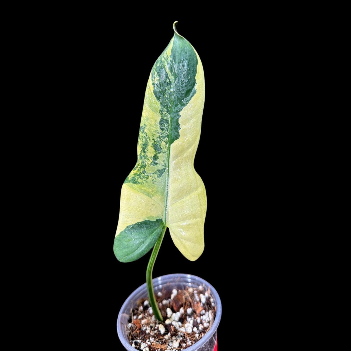 Variegated Philodendron Bipennifolium in a Nursery Pot - Bipennifolium Single Leaf Rare Collector Plant - Exact SAME Plant - US Seller