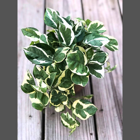 N'Joy Pothos in a 4" Nursery Pot | White Variegated Indoor Plant | Low light plant Houseplant | Air purifier Climbing plant for Home Decor