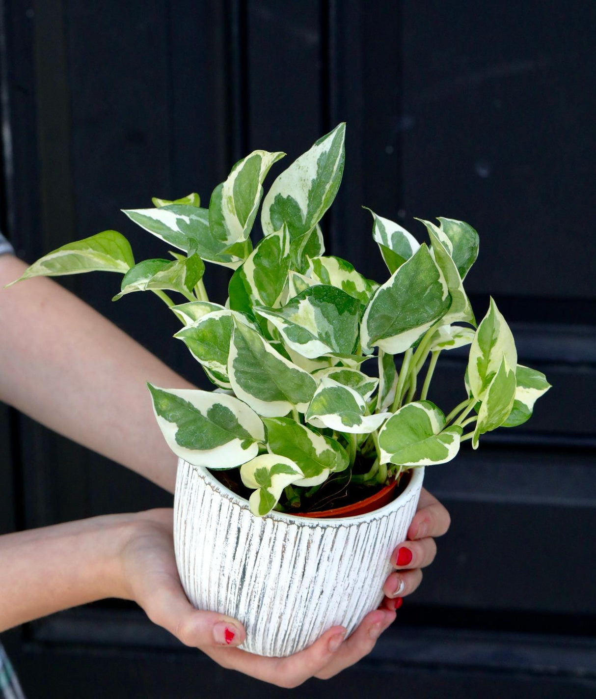 Live Pearls and Jade Pothos in a 4inch Nursery Pot | Low Light Variegated Houseplants | Air Purifying Indoor Plants | Vining Office Plant