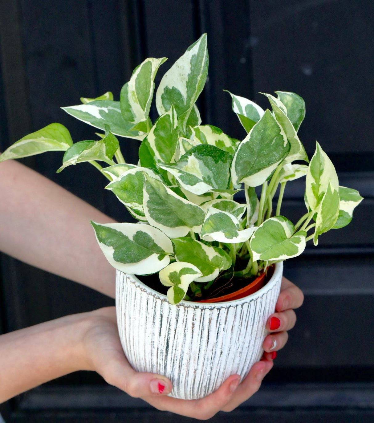 Live Pearls and Jade Pothos in a 4inch Nursery Pot | Low Light Variegated Houseplants | Air Purifying Indoor Plants | Vining Office Plant