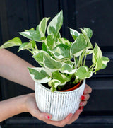Live Pearls and Jade Pothos in a 4inch Nursery Pot | Low Light Variegated Houseplants | Air Purifying Indoor Plants | Vining Office Plant