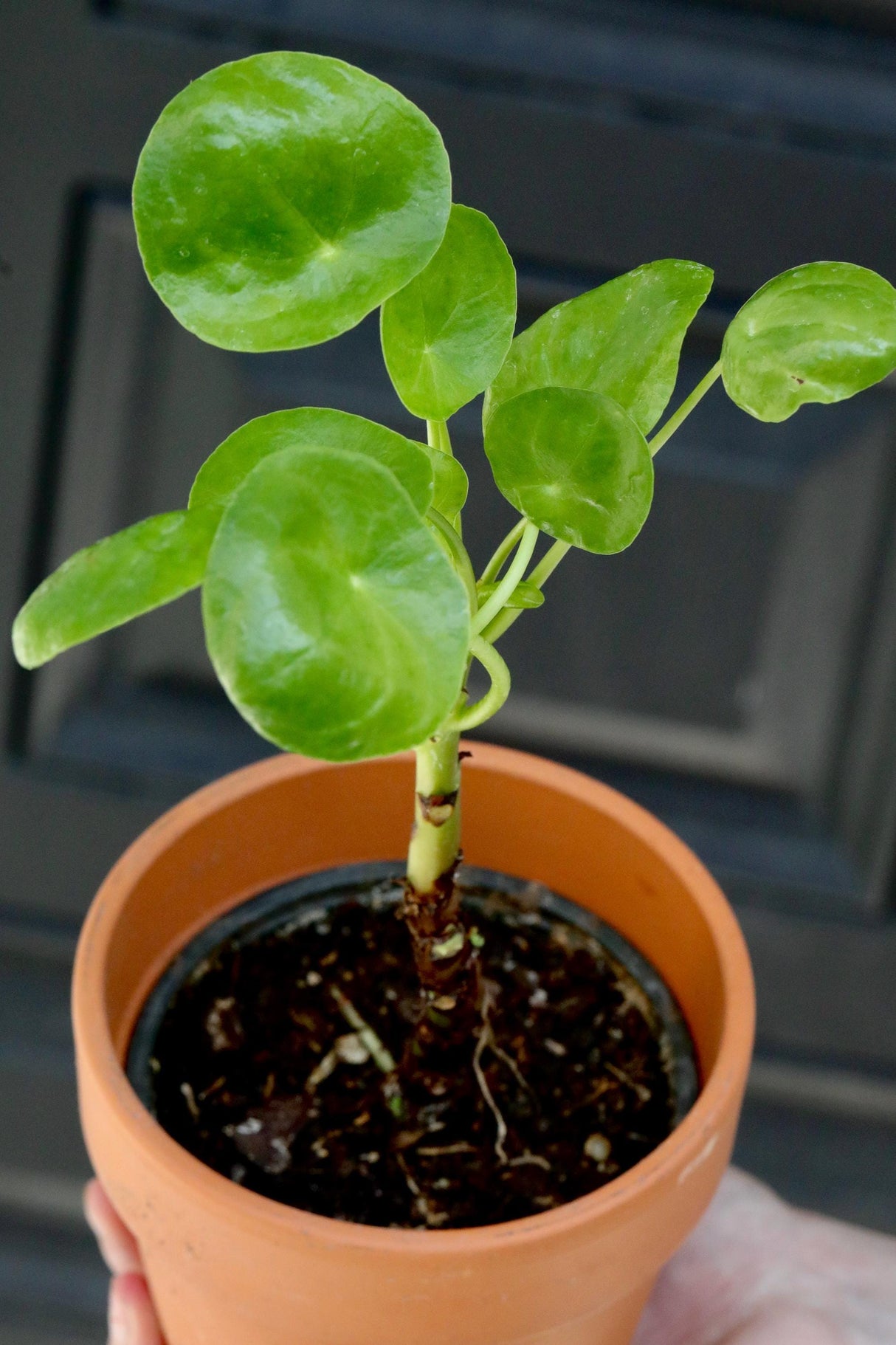 Chinese Money Plant in a 3" Nursery Pot - Pilea Peperomioides - Lucky Houseplant - Easy care Indoor Live Plant - Gift Air Purifier Plant