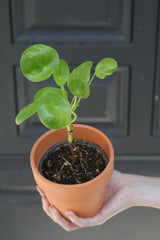 Chinese Money Plant in a 3" Nursery Pot - Pilea Peperomioides - Lucky Houseplant - Easy care Indoor Live Plant - Gift Air Purifier Plant