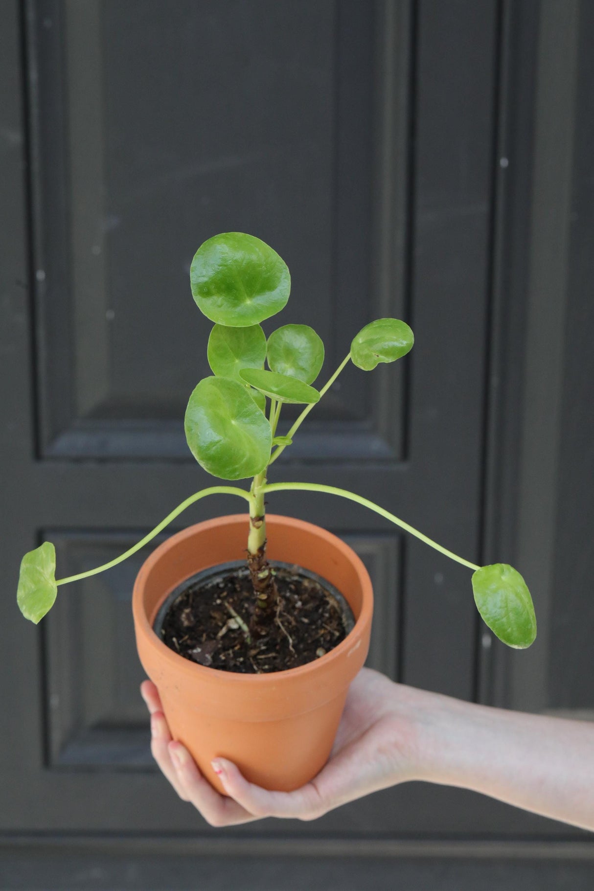 Chinese Money Plant in a 3" Nursery Pot - Pilea Peperomioides - Lucky Houseplant - Easy care Indoor Live Plant - Gift Air Purifier Plant