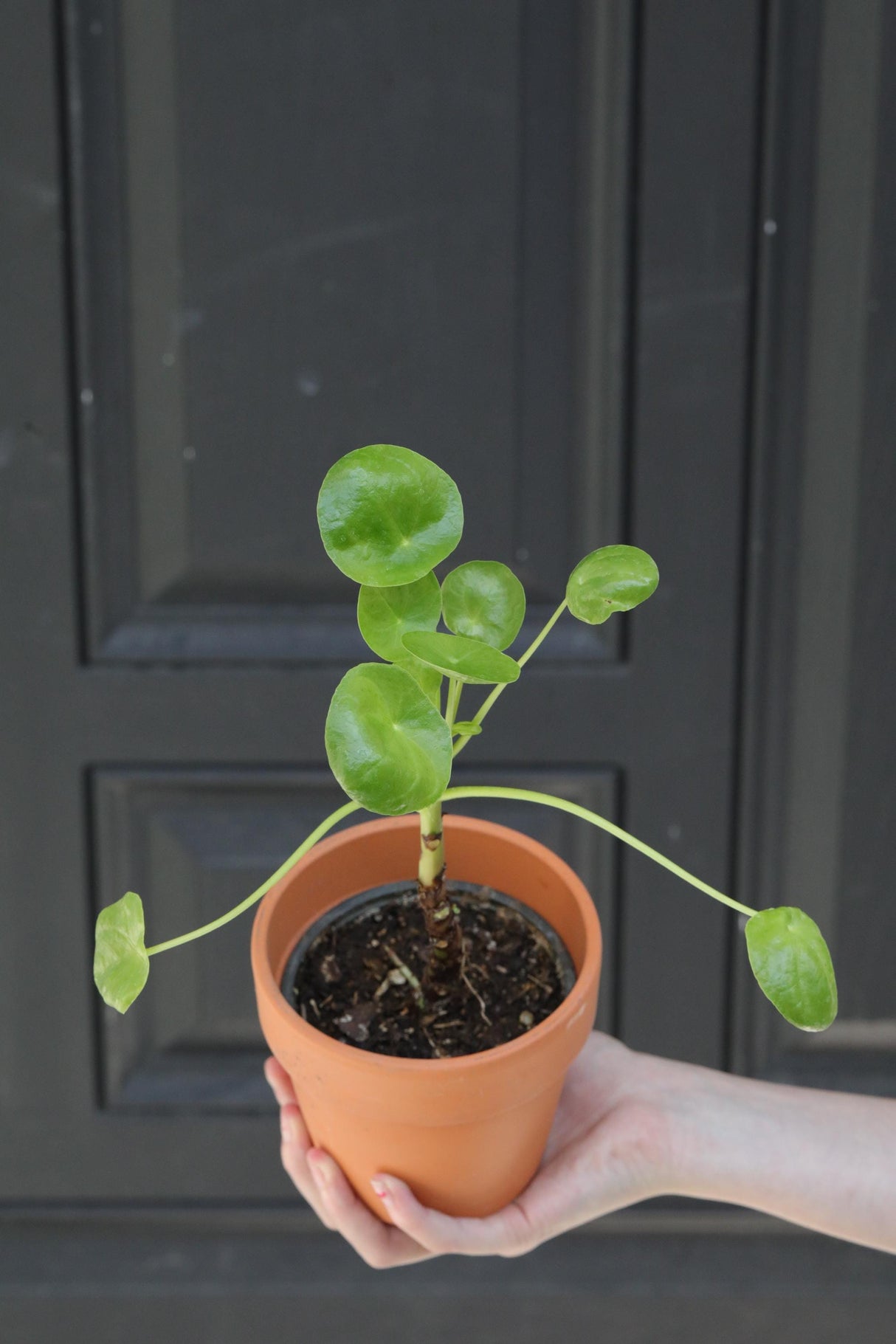 Chinese Money Plant in a 3" Nursery Pot - Pilea Peperomioides - Lucky Houseplant - Easy care Indoor Live Plant - Gift Air Purifier Plant