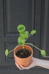 Chinese Money Plant in a 3" Nursery Pot - Pilea Peperomioides - Lucky Houseplant - Easy care Indoor Live Plant - Gift Air Purifier Plant