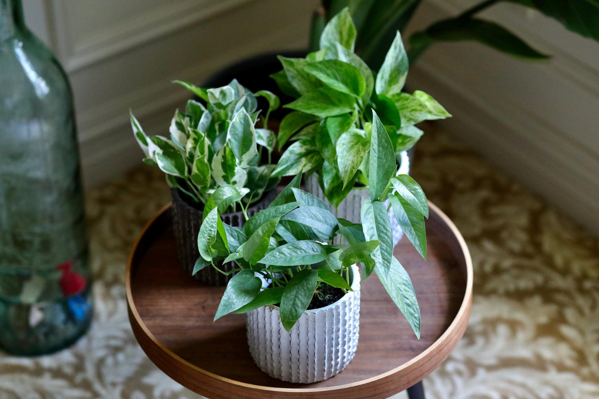 Pack of 3 for Cebu Blue, Marble Pothos and N'Joy Pothos in a 4" Nursery Pots - Variegated Indoor Easy Care Houseplant - Air Purifier Plants
