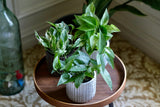 Pack of 3 for Cebu Blue, Marble Pothos and N'Joy Pothos in a 4" Nursery Pots - Variegated Indoor Easy Care Houseplant - Air Purifier Plants