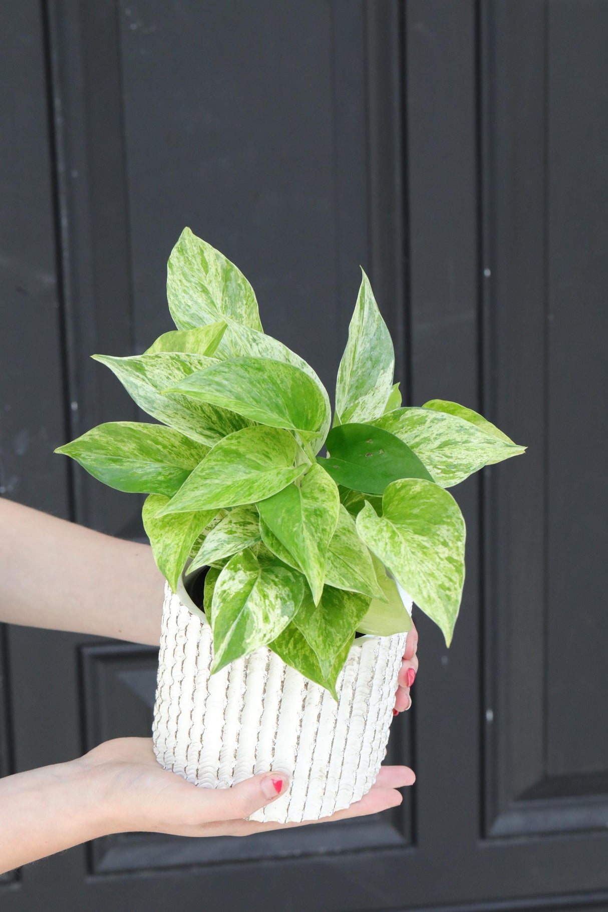 Marble Queen Pothos Plant in a 3" Nursery Pot- Indoor Vining Houseplants - Marble Pothos - Air Purifying Epipremnum - Low Light Indoor Plant