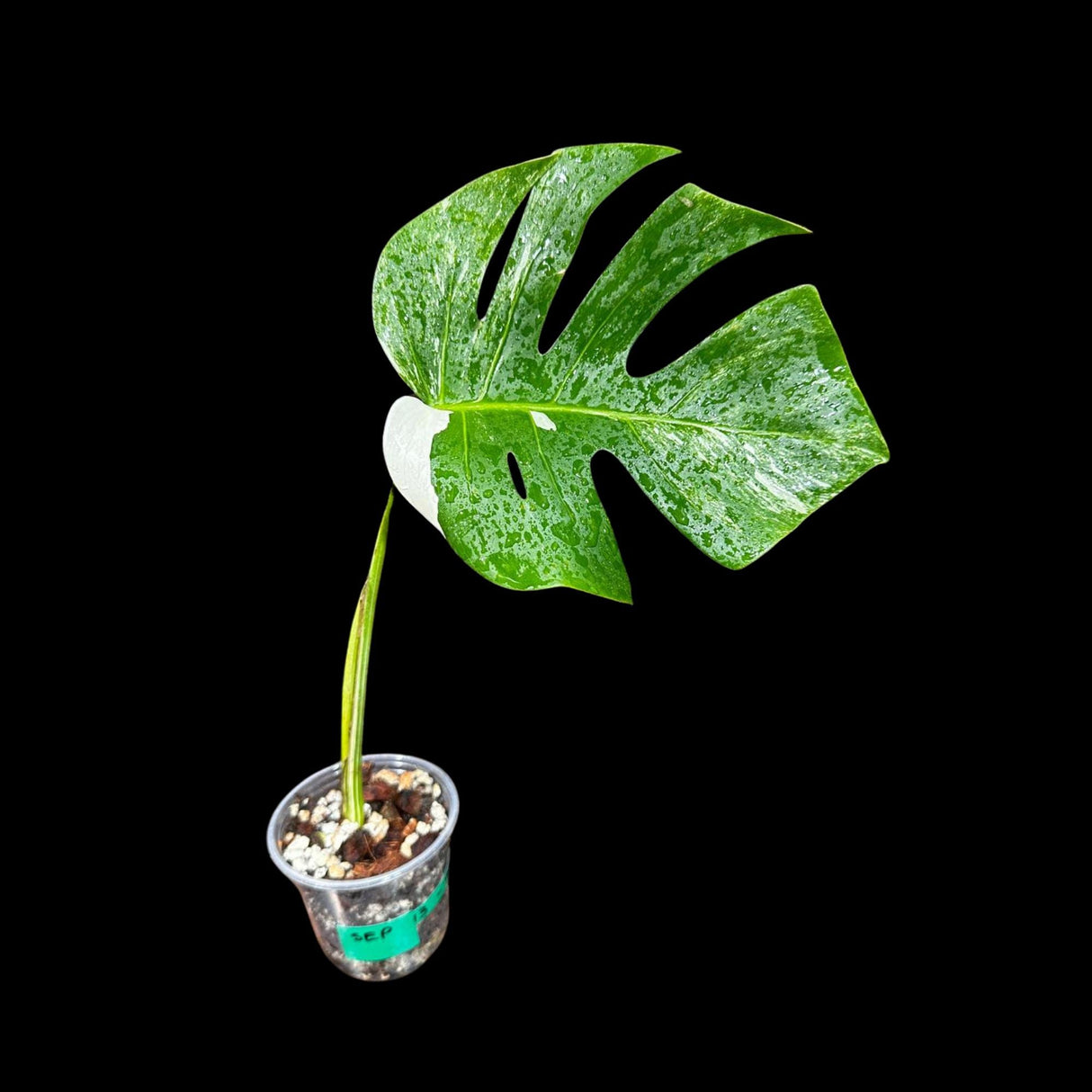 Variegated Monstera Albo Plant in a Pot - Rare Indoor White Monstera Albo Borsigiana Plant - Albo Monstera - US Seller - Rare Houseplant
