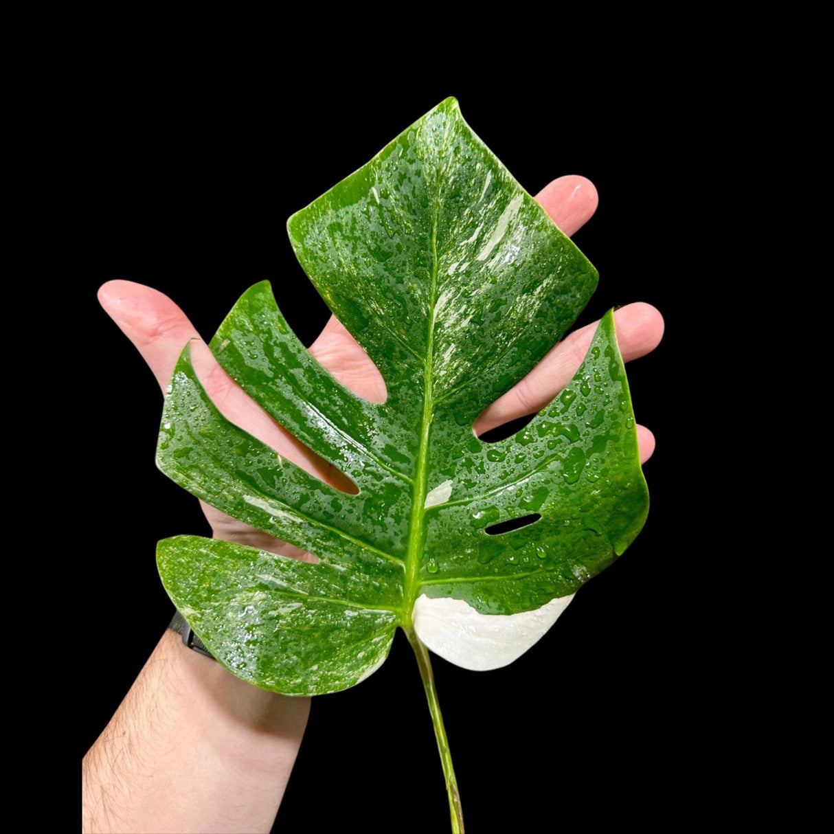 Variegated Monstera Albo Plant in a Pot - Rare Indoor White Monstera Albo Borsigiana Plant - Albo Monstera - US Seller - Rare Houseplant