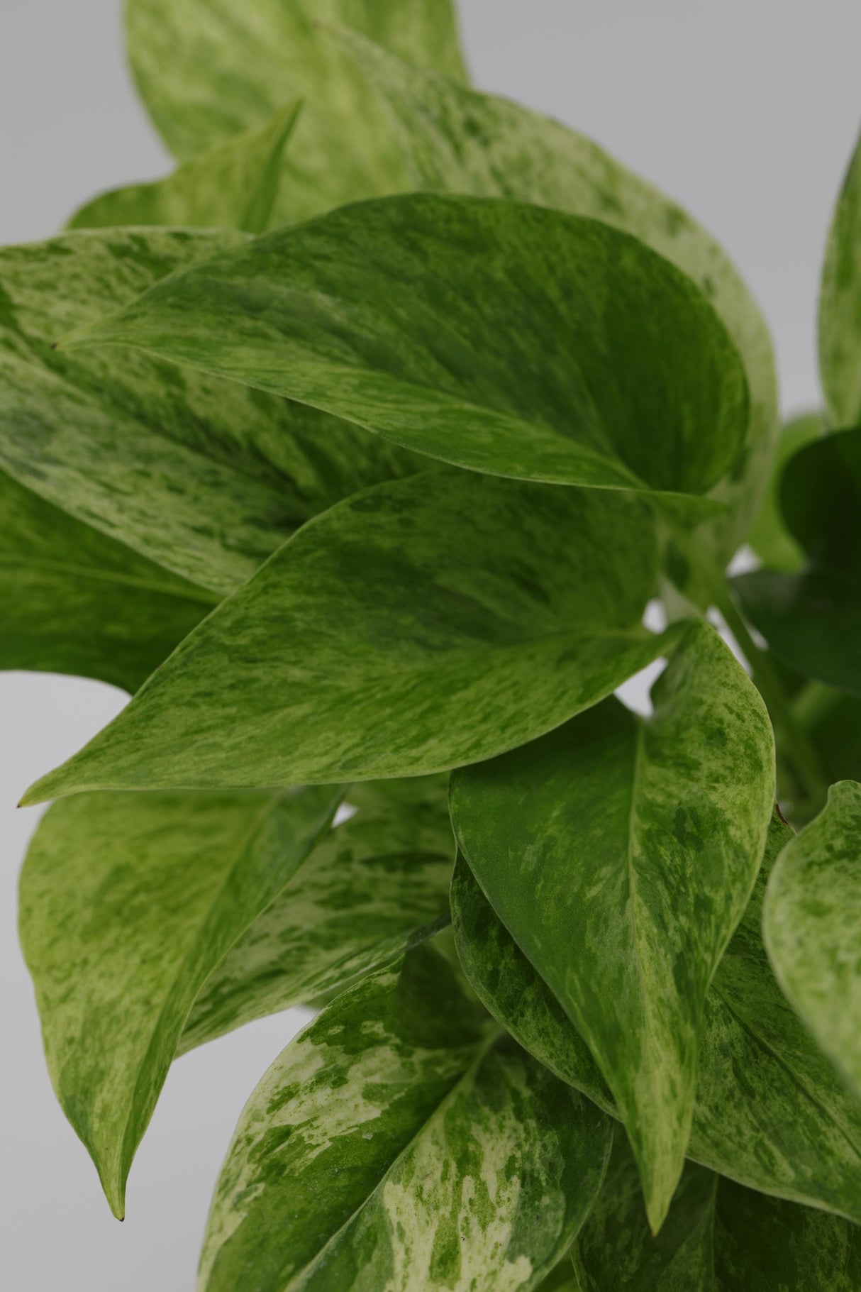Marble Pothos in 8" Hanging Basket - Gorgeous Variegated Indoor Easy Care Houseplant - Marble Pothos - Epipremnum aureum 'Marble Queen'