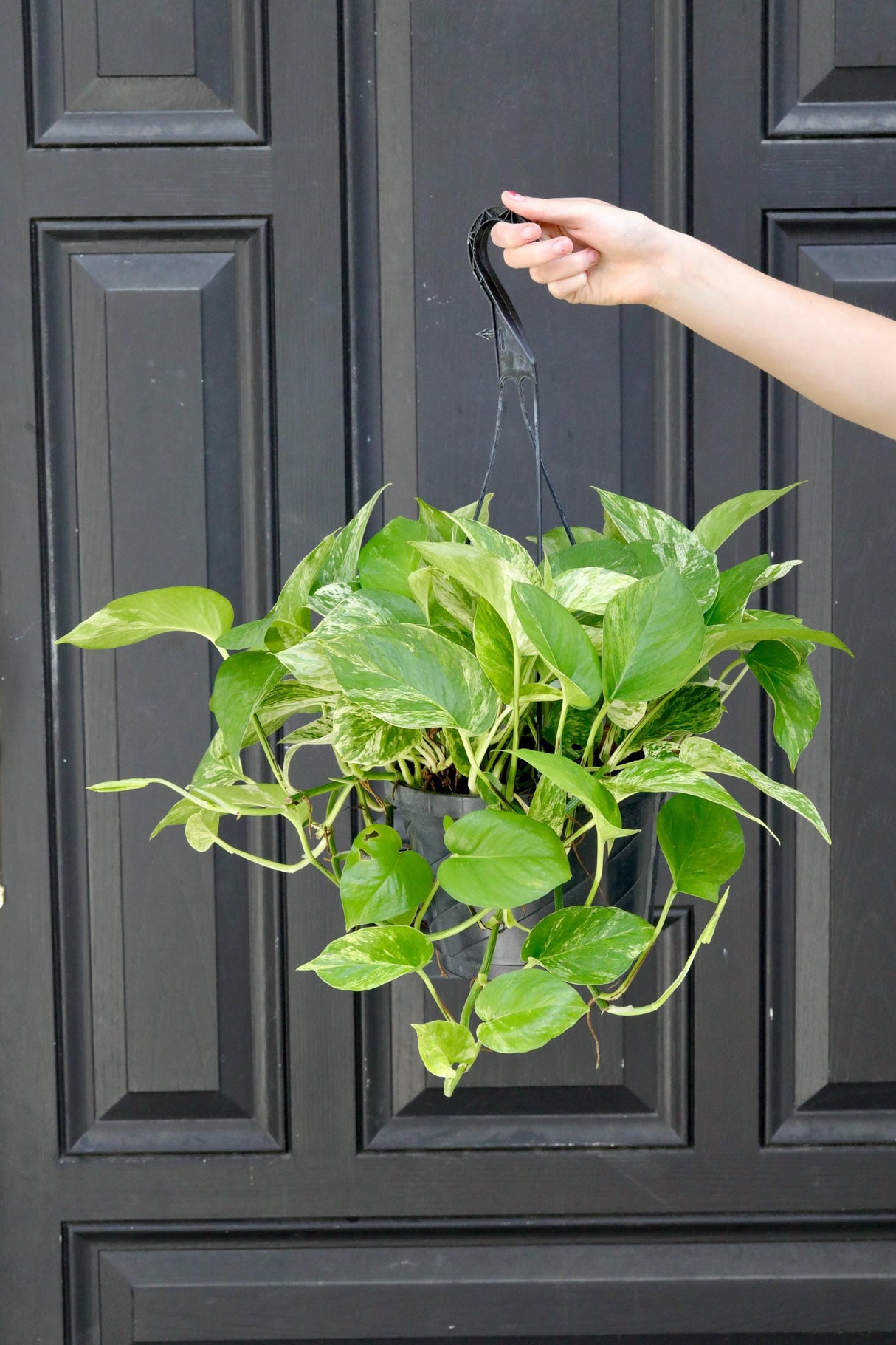 Marble Pothos in 8" Hanging Basket - Gorgeous Variegated Indoor Easy Care Houseplant - Marble Pothos - Epipremnum aureum 'Marble Queen'