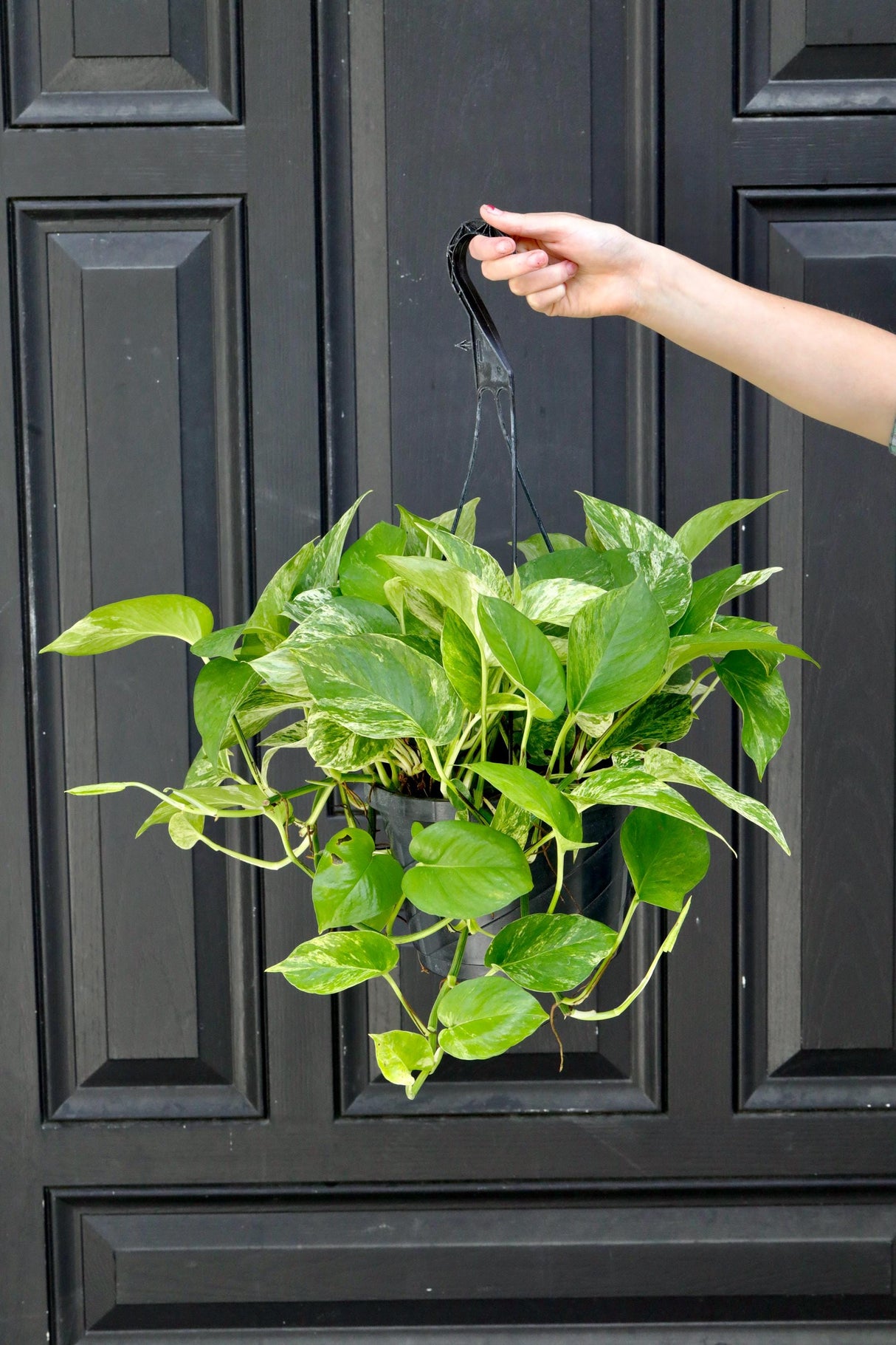 Marble Pothos in 8" Hanging Basket - Gorgeous Variegated Indoor Easy Care Houseplant - Marble Pothos - Epipremnum aureum 'Marble Queen'