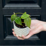 Philodendron Micans Velvet in a 2" Nursery Pot -Velvet Leaf - Heartleaf Philodendron - Rare Indoor Plant - Easy Care Gift Houseplant